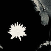 Ты поселилась у душі